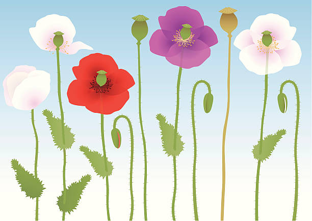 illustrazioni stock, clip art, cartoni animati e icone di tendenza di papavero - stem poppy fragility flower
