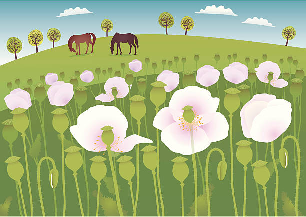 poppy fields - horizon sky blue poppy stock illustrations