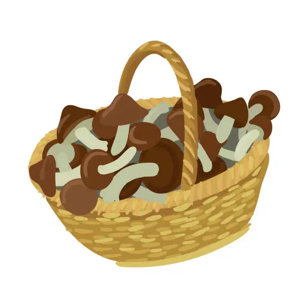 Vector illustration of Basket of mushrooms, full of edible mushrooms. Collect mushrooms for food. Vector illustration