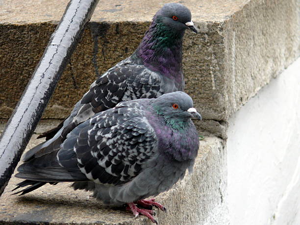 istock Gray pigeon in the steps 120755929