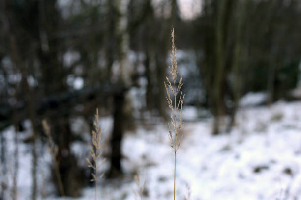 Herbaceous plants in a closeup color image during wintertime in Finland. In this photo you can see the beige plants, snow and soft bokeh background. Cold weather. Macro nature photo.