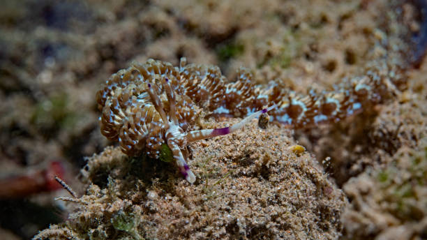 istock Blue Dragon, Aeolid Nudibranch (Pteraeolidia ianthina) 1207560307