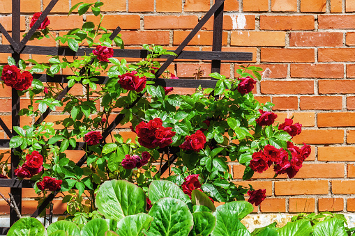 Decorative rose Bush with bright red flower buds and green leaves on a wooden lattice against a red brick wall.