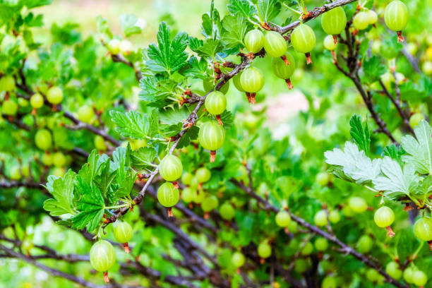 istock Green gooseberry fruit. 1207562411