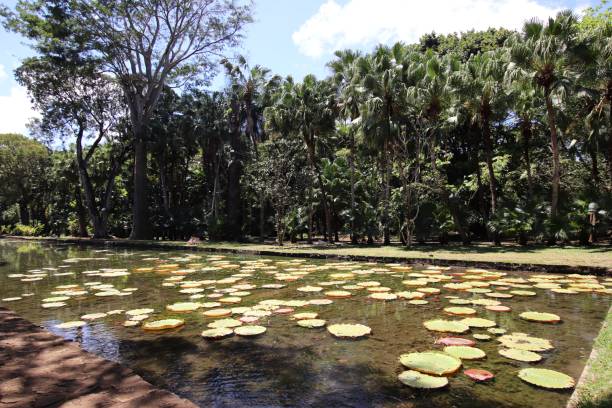 istock Pond at Pamplemousses Botanical Garden, Mauritius, Indian Ocean, Africa 1207564100