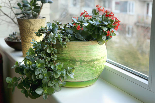 Red Kalanchoe Blossfeldiana on window sill.