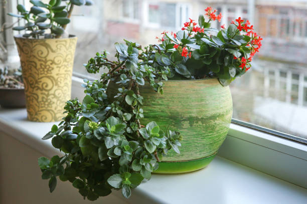 istock Red Kalanchoe Blossfeldiana on window sill. 1207564118