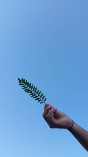 istock Sky with a hand holding leaves 1207564394