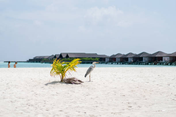 Overwater Bungalows Boardwalk in Maldives paradise island. Male,Maldives - January 25, 2020:Overwater Bungalows Boardwalk in Maldives paradise island. water bungalow maldives stock pictures, royalty-free photos & images