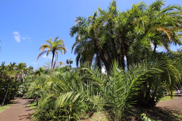 istock Grapefruit Botanical Garden, Mauritius, Indian Ocean, Africa 1207564808