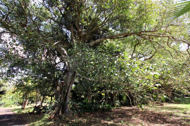istock Grapefruit Botanical Garden, Mauritius, Indian Ocean, Africa 1207564896