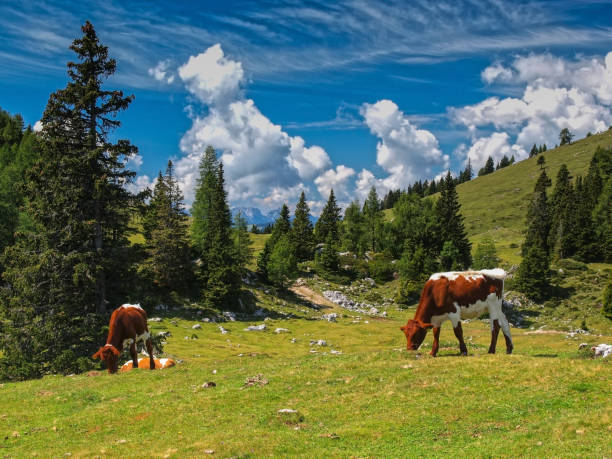 Cattle on a mountain pasture stock photo