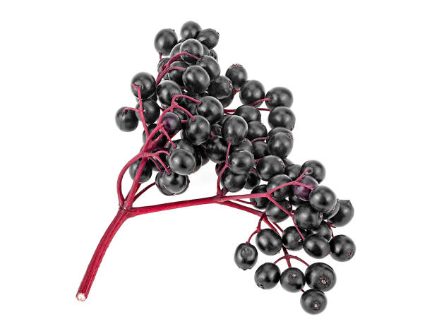 Elderberries with red twig isolated on a white background. Black elderberry fresh fruit. Sambucus nigra. Elderberries with red twig isolated on a white background. Black elderberry fresh fruit. Sambucus nigra. sambucus nigra stock pictures, royalty-free photos & images
