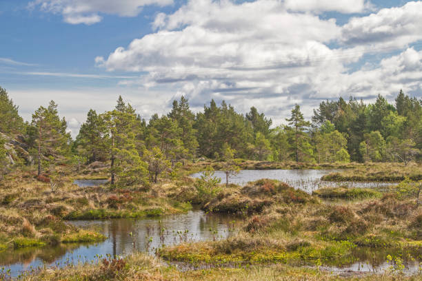 istock Norwegian Fjell landscape on Tustna 1207570854