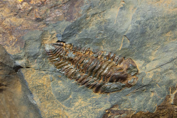 nesuretus ovus, fossile d’arthropode - trilobite photos et images de collection