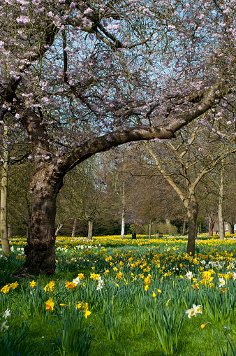 Daffodils and trees in bloom in early spring, Surrey, England, UK