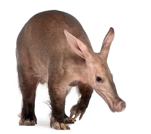 Aardvark, Orycteropus, sixteen years old, in front of white background.