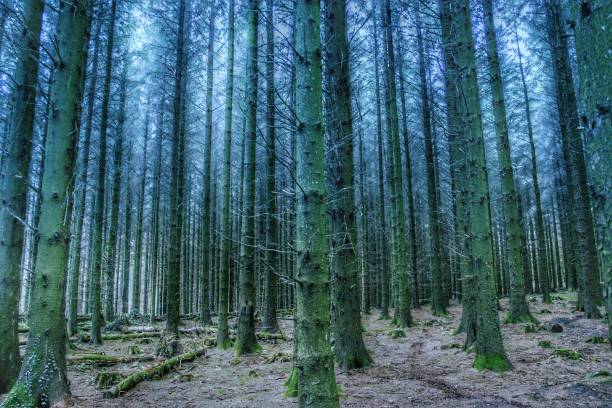 impossible de voir la forêt pour le paysage d’arbres - cant see the wood for the trees photos et images de collection