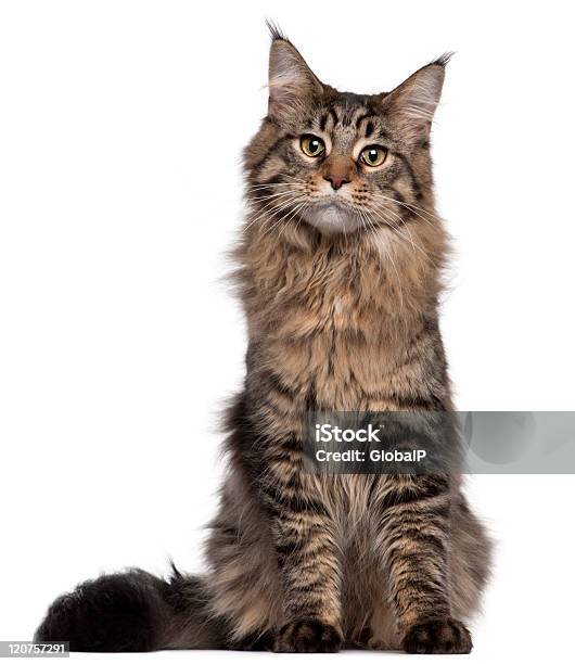 Jovem Gato Maine Coon Sentado No Fundo Branco - Fotografias de stock e mais imagens de Gato Maine Coon - Gato Maine Coon, Gato domesticado, Figura para recortar