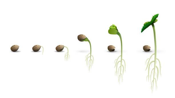 Stages of cannabis seed germination from seed to sprout Stages of cannabis seed germination from seed to sprout, realistic illustration isolated on white background plant root growth cultivated stock illustrations