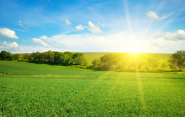 istock Green field and blue sky with light clouds. 1207573597