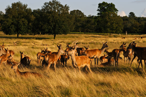 Red Deer in Richmond Park Red Deer in Richmond Park, London, England, UK richmond park stock pictures, royalty-free photos & images
