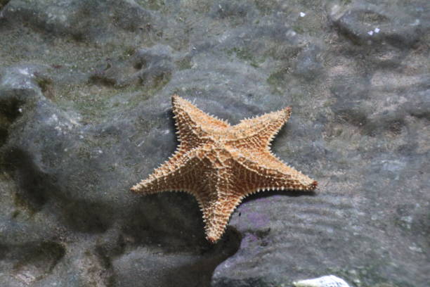 istock starfish or sea star trapped in a rock pool 1207574941