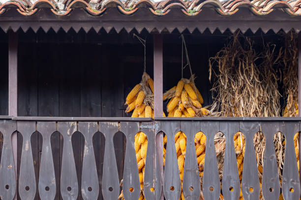 Corn cobs in typical Asturian horreo. Spain