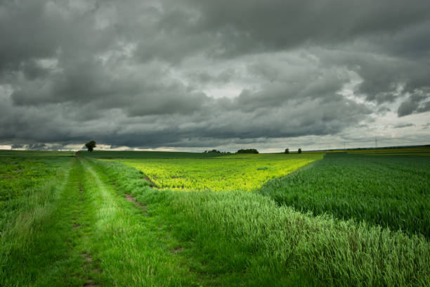 istock A grassy road through green fields and a dark cloudy sky 1207576524