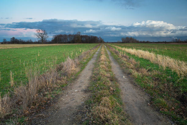 istock A dirt road through fields to the forest and evening cloudy sky 1207576550