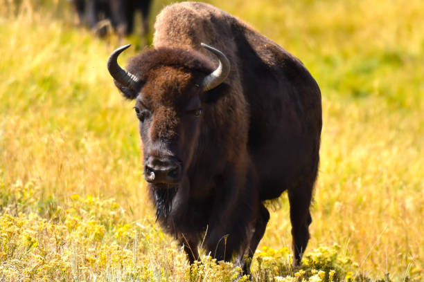 istock Portrait of a Buffalo 1207577123