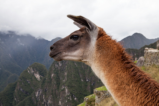 Picture of llama from neck up side face looking at landscape