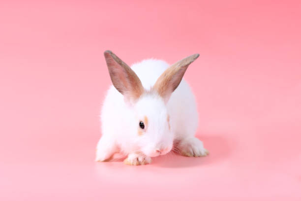 istock Happy cute white fluffy bunny rabbit on pink background. celebrate Easter holiday and spring coming concept. 1207578886