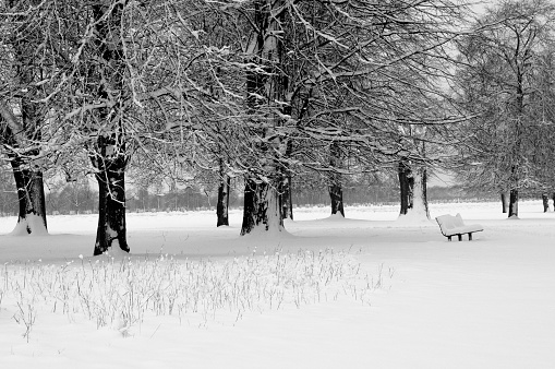 Trees and a bench in snow, Home Park, Surrey, UK