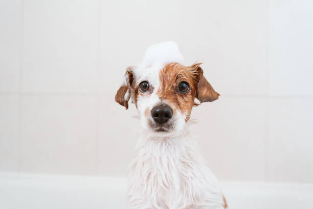 cute lovely small dog wet in bathtub, clean dog with funny foam soap on head. Pets indoors stock photo