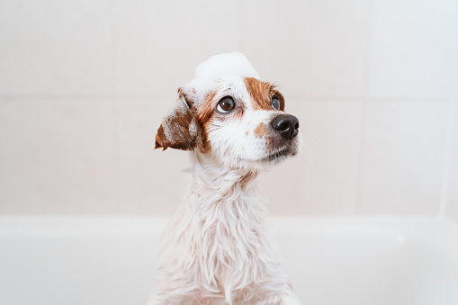 lindo perro pequeño encantador mojado en la bañera, perro limpio con jabón de espuma divertido en la cabeza. Mascotas en el interior photo
