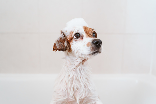 cute lovely small dog wet in bathtub, clean dog with funny foam soap on head. Pets indoors