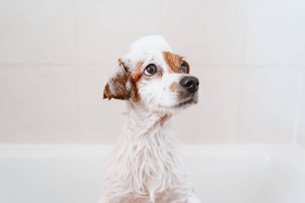 cute lovely small dog wet in bathtub, clean dog with funny foam soap on head. Pets indoors stock photo