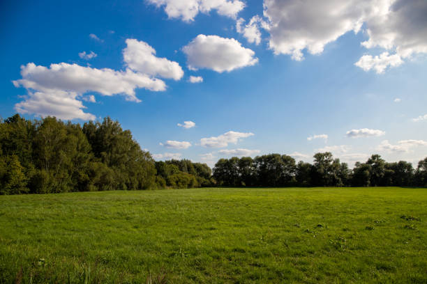 istock Panorama meadow with trees and blue sky with white clouds 1207579908