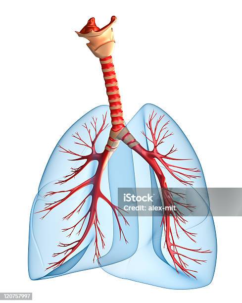 Легкихлегочной Система — стоковые фотографии и другие картинки Анатомия - Анатомия, Белый, Биология