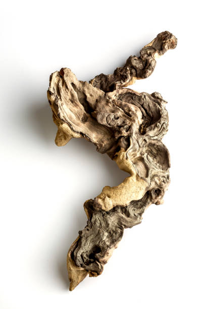 piece of well worn driftwood on a white background - driftwood wood textured isolated imagens e fotografias de stock