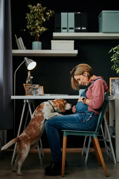 Cute caucasian pregnant woman in forties sitting in home office and playing with her beloved dog.