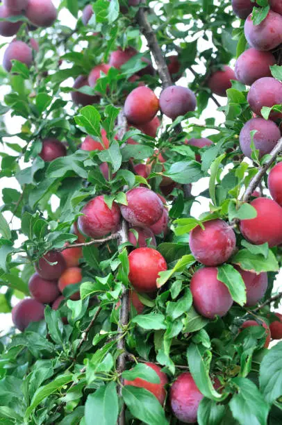 close-up of ripe plums on a tree branch in the orchard, vertical composition