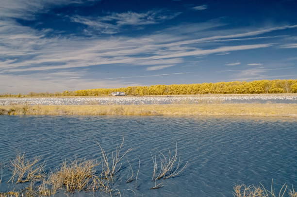 An infrared view of the wetland ponds at the blackwater nwr with the tourist center on the far side and a large flock of snow geese overwintering in the reserve