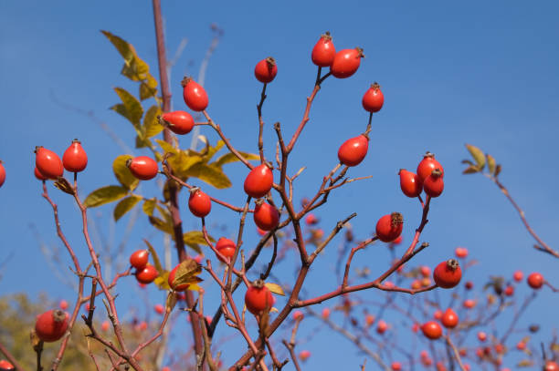 branche ment de la rose sauvage de crabot avec la baie mûre - uncultivated autumn berry fruit branch photos et images de collection