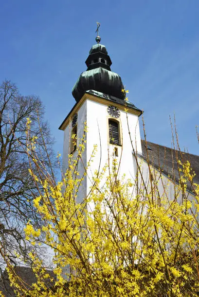 Photo of A forsythia shrub in front of a church in the Vöcklabruck district (Upper Austria)