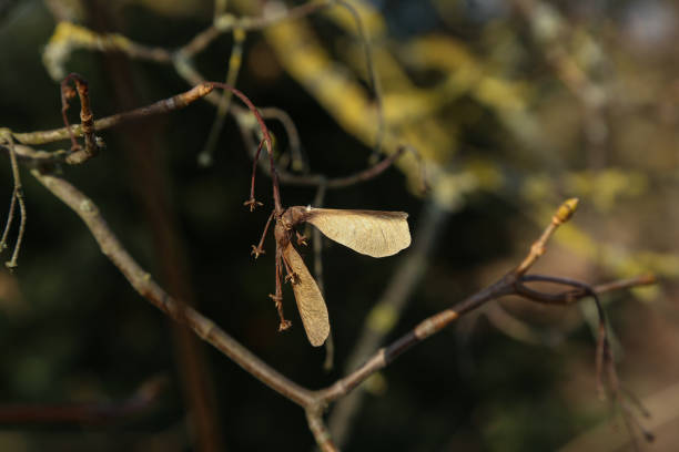 istock dry maple seeds hanging on a branch 1207584360