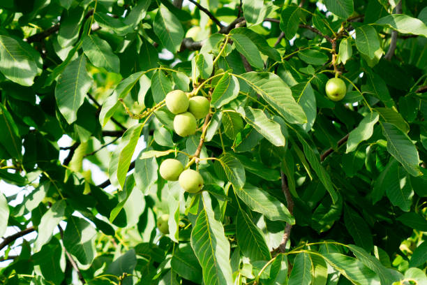 istock the fruit of the nut grows on the tree. 1207585681