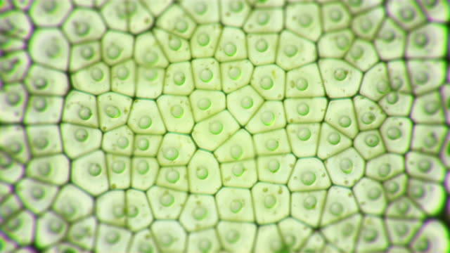 Chloroplast eukaryotic cell animation under the microscope. Green microscopic formation in a plant cell. Research and genetic engineering. Biology and science cellular concept. GMO DNA video. 4K