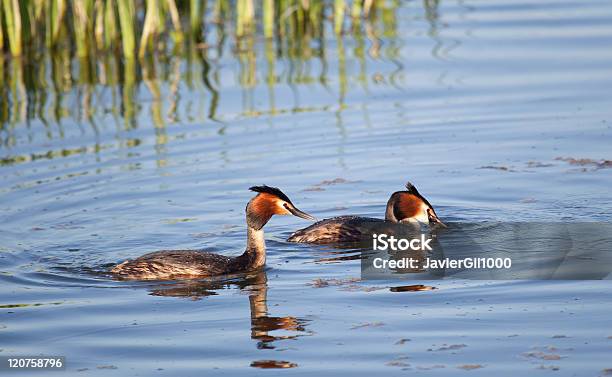 Photo libre de droit de Grèbe Huppé banque d'images et plus d'images libres de droit de Cap Alava - Cap Alava, Animaux à l'état sauvage, Canard - Oiseau aquatique